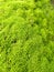 SphagnumÂ is a genus of approximately 380 accepted species of mosses, commonly known as "peat moss"